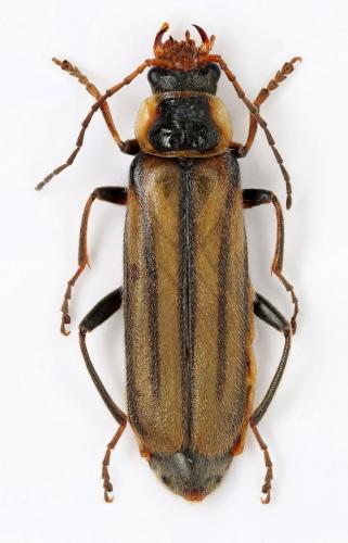Cantharis pyrenaea